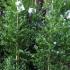 Ceanothus Climbing Shrub, buy online Uk