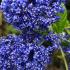 Evergreen Ceanothus Concha - close up of flower heads, buy online UK delivery