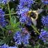 Ceanothus concha is a magnet for pollinators, here visited by bees, for sale UK