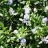 Ceanothus Impressus Victoria California Lilac