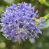 Ceanothus impressus Victoria flower clusters in full bloom with bright blue petals