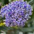 Ceanothus impressus Victoria flower clusters in full bloom with bright blue petals