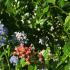 Ceanothus Thyrsiflorus Skylark is a fast-growing evergreen shrub with clusters of vibrant blue flowers, attracting pollinators and adding a splash of color to gardens in spring and summer.