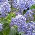 Ceanothus thyrsiflorus repens to buy online. Creeping Blue Blossom for sale at our London garden nursery, UK