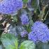 Ceanothus Thyrsiflorus Skylark, for sale online with UK delivery.