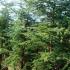 Cedar of Lebanon or Cedrus Libani is for sale at specimen tree specialists Paramount in North London, UK & online. 