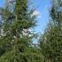 Cedar of Lebanon Tree for sale at our London garden centre, UK