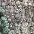 Weeping Blue Atlas tree showing bark detail and close up of its coniferous leaves