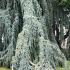 Weeping blue Atlas tree, showing branches weeping habit - spectacular specimen tree growing in an arboretum