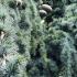 Cones and leaves detail of Cedrus Atlantica Pendula tree, growing in a woodland setting