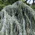 Weeping Blue Atlas Cedar aka Cedrus Atlantica Pendula, mature tree growing in an arboretum