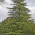 Cedrus Deodara Aurea Pendula (Weeping Golden Deodar Cedar or Himalayan Cedar)