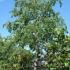 Celtis Australis Trees also known as Lote Tree for sale online UK