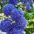 Ceonothus Concha evergreen climber,  blue flowers in summer