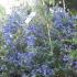 Blue flowering evergreen shrub, Ceanothus shrubs for sale online UK