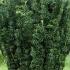 Cephalotaxus Harringtonia Fastigiata Japanese Plum Yew for sale UK delivery.