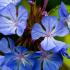 Ceratostigma Willmottianum Chinese Plumbago, blue flowering plants to buy online, UK delivery