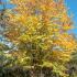 Cercidiphyllum Japonicum or Katsura Tree with stunning foliage, medium sized tree for a small - medium garden. Buy online UK.