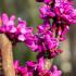 Cercis Avondale deciduous tree with bright pink flowers