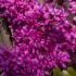 Cercis Avondale upright tree with purple-pink flowers