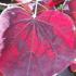 Cercis Canadensis also known as Forest Pansy, for sale online UK delivery.