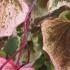 Cercis canadensis Carolina Sweetheart Redbud with multicolored foliage