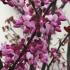 Cercis Canadensis Forest Pansy is a beautiful tree with bold purple leaves and showy pink flowers in spring, making it a standout in gardens and parks.