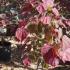 Cercis Canadensis Forest Pansy