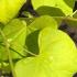 Cercis canadensis Hearts of Gold or Eastern Redbud Tree buy online with UK delivery.