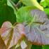 Cercis Canadensis Pink Pom Poms Eastern Redbud - Foliage