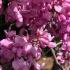 Cercis Canadensis Texensis Traveller Texas Redbud, is a small compact, weeping deciduous tree with heart-shaped foliage and masses of showy pink spring blossoms