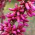 Cercis chinensis Avondale flowers in full bloom with vibrant pink petals