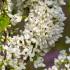 Cercis chinensis Shirobana deciduous tree with white flowers