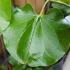 Cercis Chinensis Shirobana close up of glossy decorative foliage which provides amazing colour in Autumn