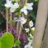 Cercis Chinensis Shirobana, a small tree displaying white flowers in Spring on bare branches