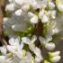 Cercis Chinensis Shirobana clusters of white to light pink blossoms that bloom in early spring