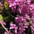 Cercis Siliquastrum Judas Tree in full bloom in late Spring