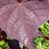 Cercis Canadensis Ruby Falls, deciduous shrub. Eastern Redbud Ruby Falls for sale online with UK delivery