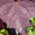 Cercis Canadensis Ruby Falls is a stunning weeping tree with deep purple-red flowers in spring and glossy, heart-shaped leaves that turn vibrant shades in the fall, offering year-round beauty.