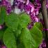 Cercis siliquastrum deciduous tree with pink flowers