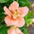 Chaenomeles superba Cameo deciduous shrub with apricot flowers