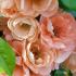 Chaenomeles Superba Cameo, peach coloured flowering Japanese Quince for sale. Ornamental Quince tree to buy online UK