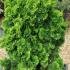 Chamaecyparis Obtusa Nana or Hinoki Cypress Tree - popular as a rockery conifer to Buy UK.