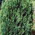 Conifer, Chamaecyparis Lawsoniana Ellwoodii commonly known as Lawsons Cypress, buy online UK