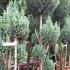 Elwoods Lawson Cypress pom pom topiary tree, for sale online from London plant centre, UK