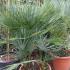 Chamaerops Humilis Cerifera hardy palm trees for sale. UK delivery