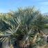 Chamaerops humilis Cerifera palm tree with silver blue leaves