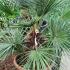 Chamaerops Humilis Cerifera, Hardy Palms UK