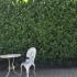 Cherry Laurel hedge, perfect for privacy screening, UK gardens