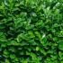 Prunus Laurocerasus Cherry Laurel for sale at Paramount Plants and Gardens UK